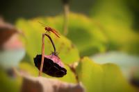Dragonfly